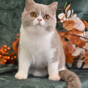 Ametrine - Lilac bicolor British Shorthair female, cinnamon carrier